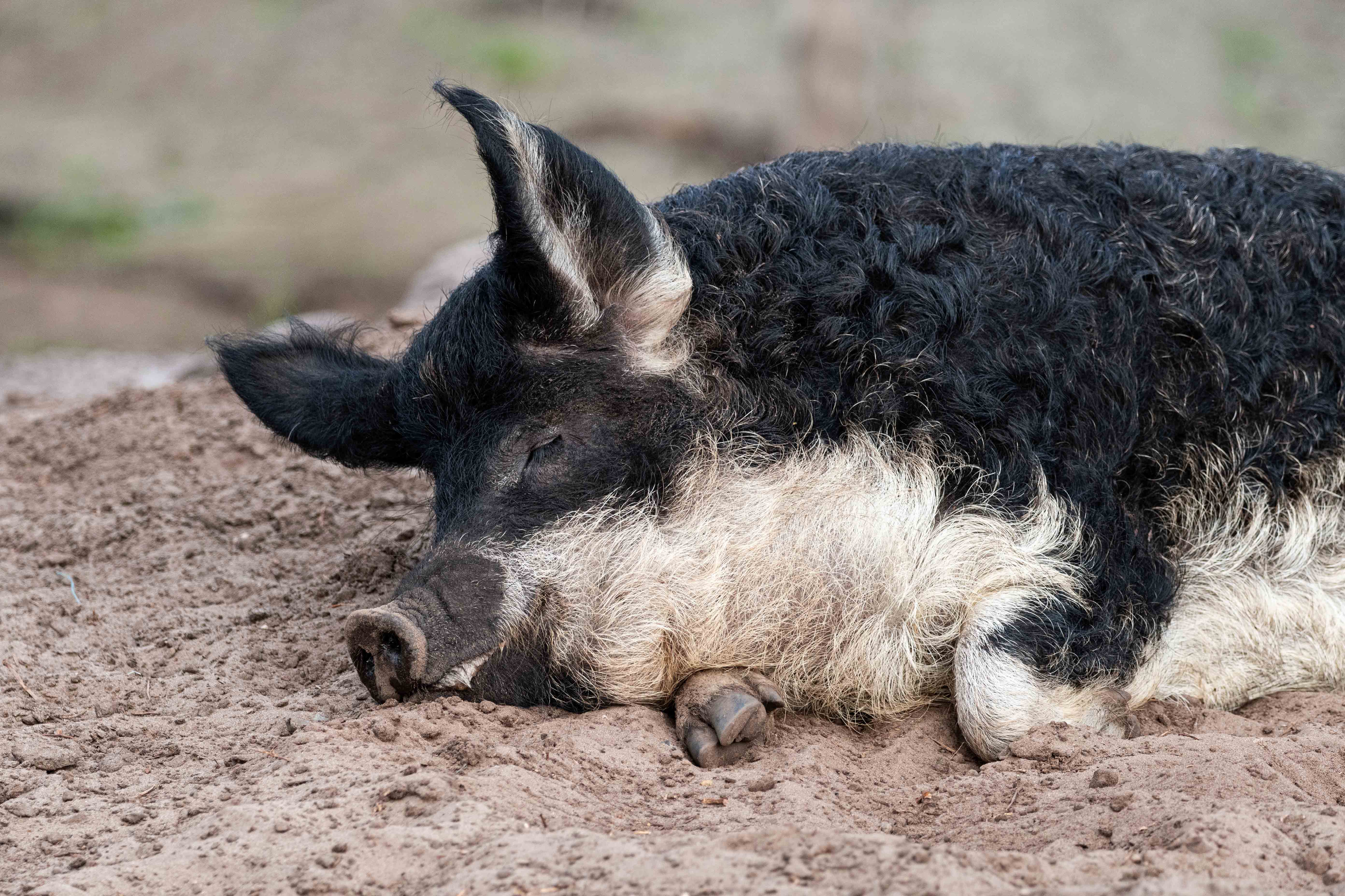 Wollschwein/Mangalica-Schwein